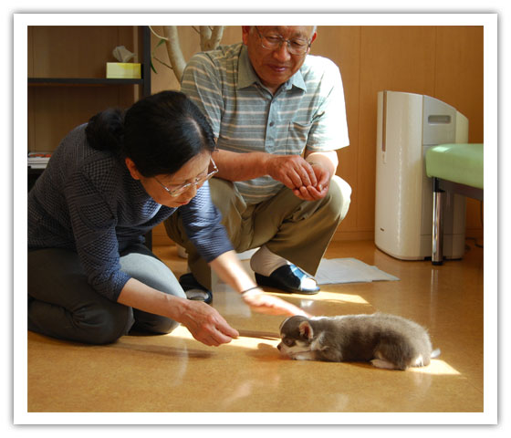 子犬｜ふれあい｜社会性